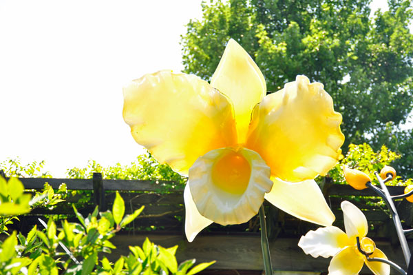 Yellow Cattleya glass flower