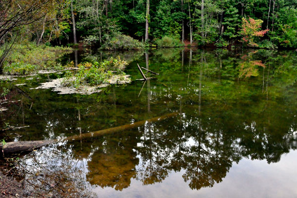 Stumpy Pond and reflections