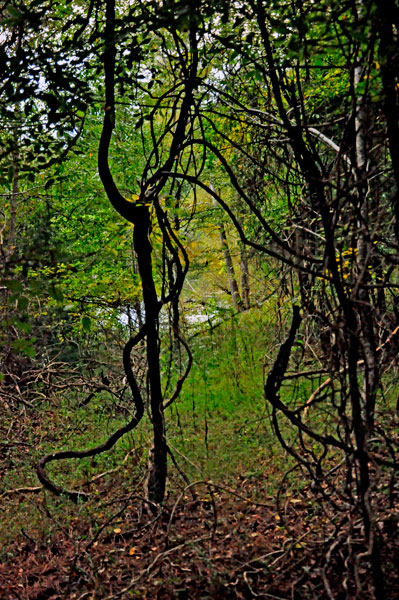 woods near Stumpy Pond