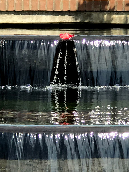 closeup of the lone flower floating in the fountain at Glencairn garden