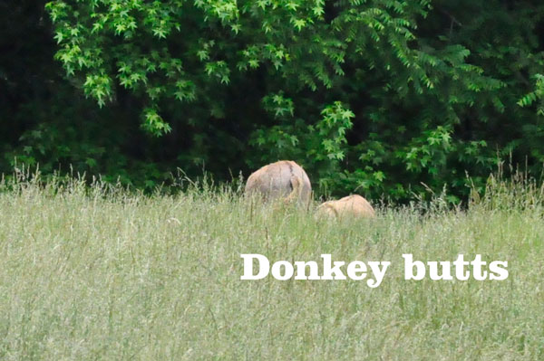 Donkey Butts