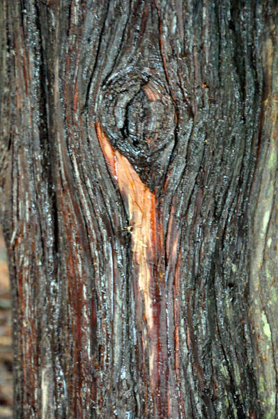 bark of the Japanese Cedar tree