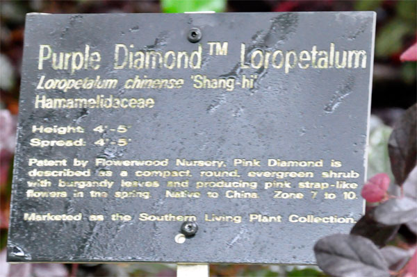 The Purple Diamond Loiopetalum bush  sign