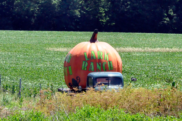 large pumpkin on a pick-up truck