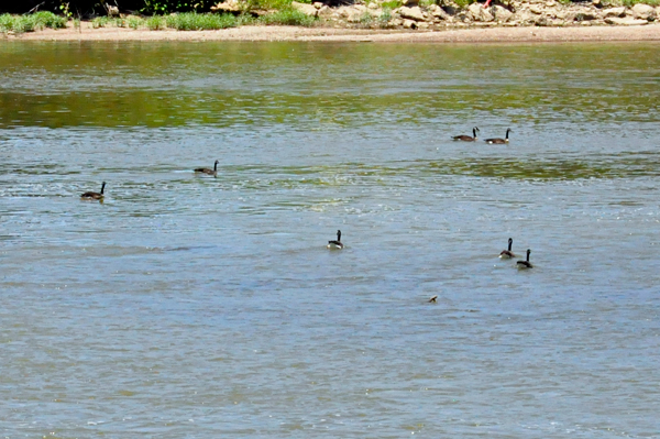 ducks in the Muskingum River
