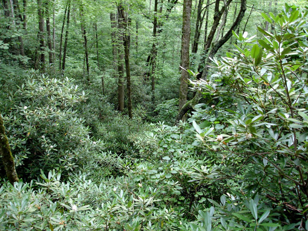 View to the side of the trail in 2005