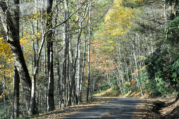 fall colors along the road to Mud Creek Falls