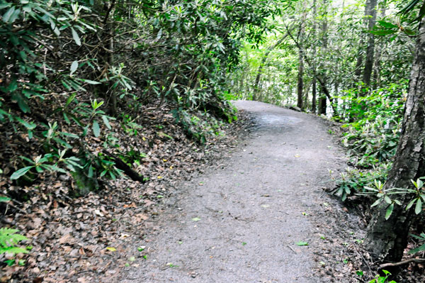 Rhododendron Trail