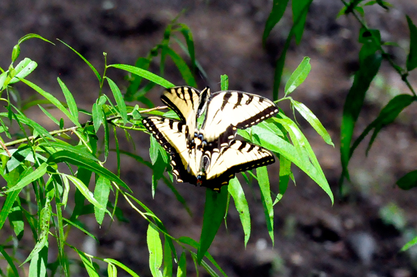 two butterlies mating