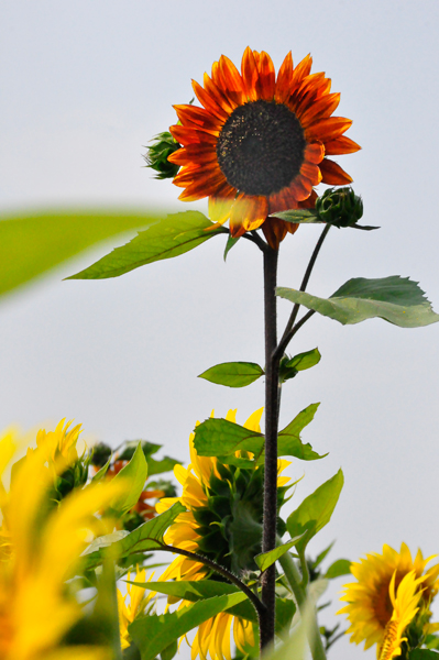 a red Sunflower