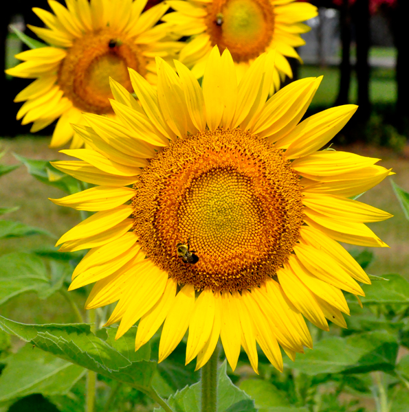 sunflowers and bees