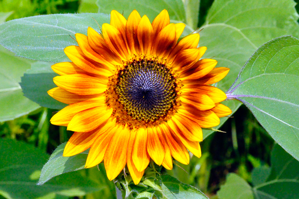 sunflower with purple center