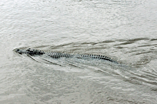 An Alligator