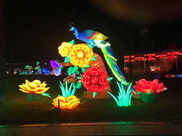 Lighted flowers and a Peacock