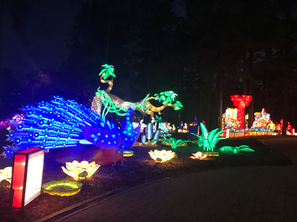 Lighted flowers and a Peacock