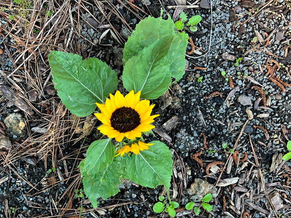 short sunflower