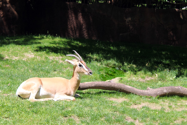  Gazelles