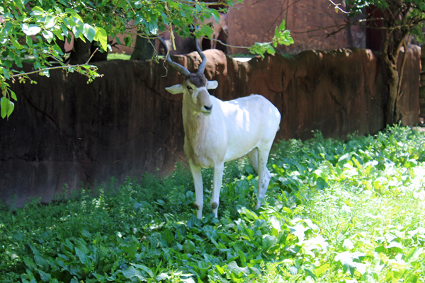 Addax