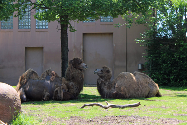 camels