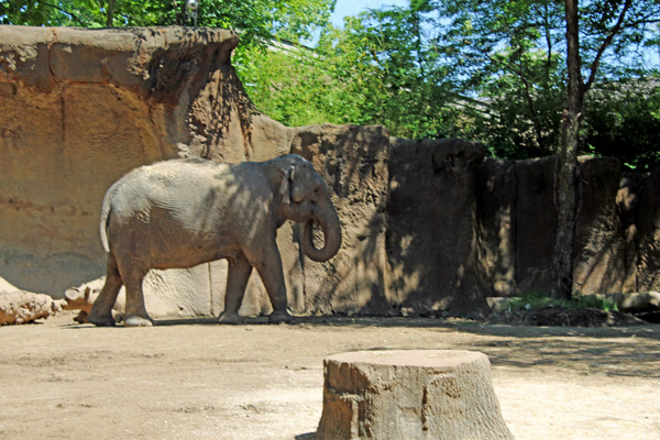 Asian Elephant