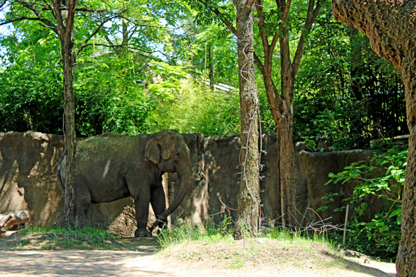 Asian Elephant