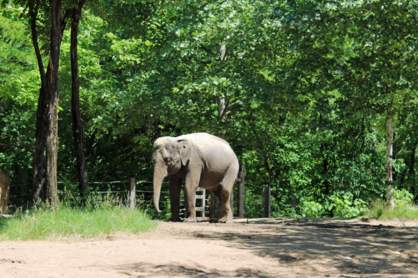 baby Asian Elephant 