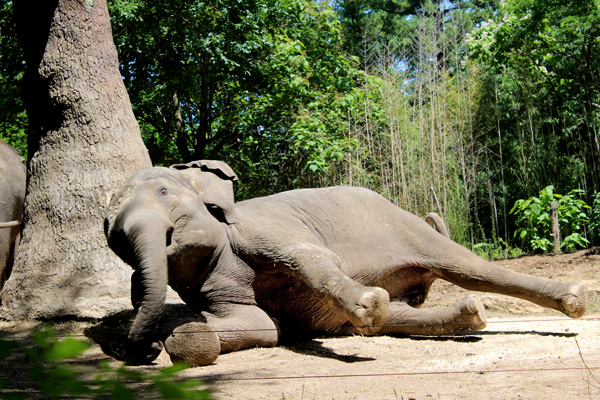 Asian Elephant