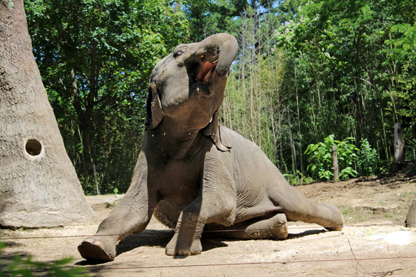 Asian Elephant