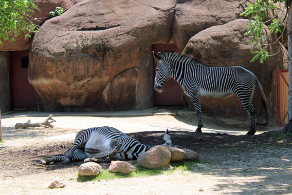 zebras