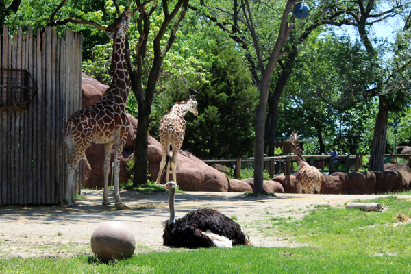 Giraffes