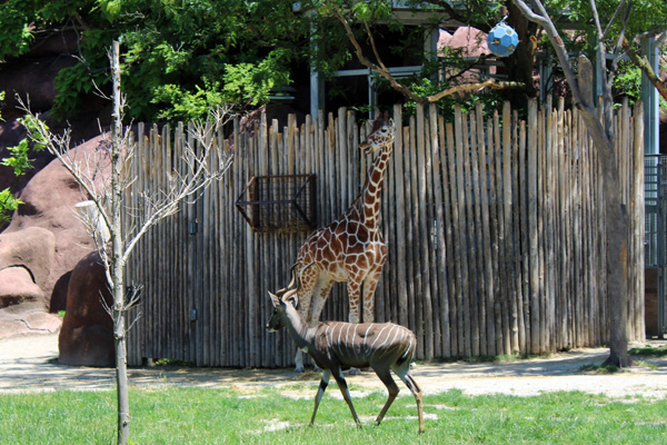 giraffe and Lesser Kudu