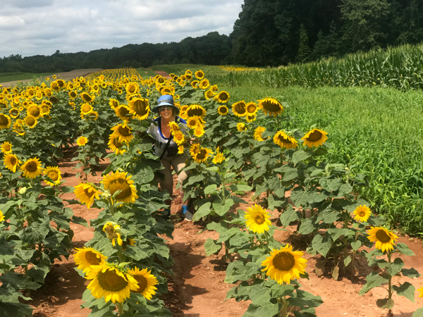 the smaller Sunflower field and Karen Duquette