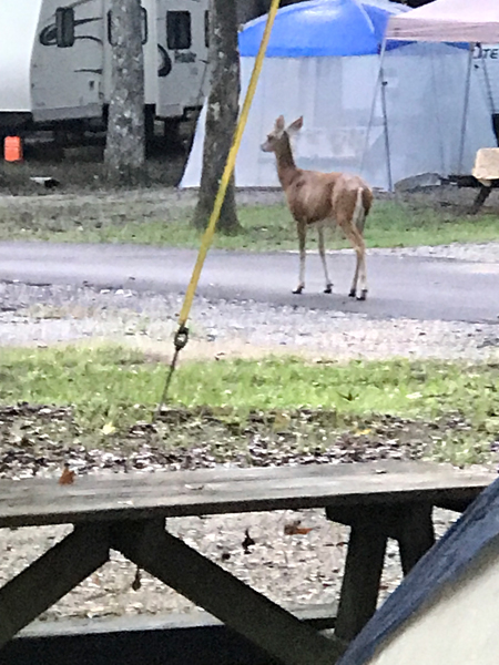 Deer in the campground