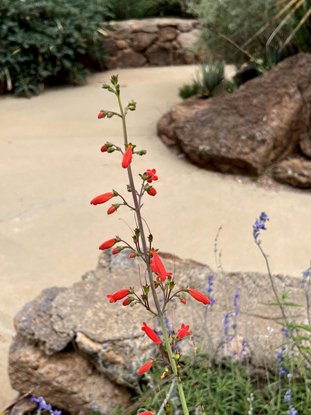 flower at Chihauhaun Desert Nature Center