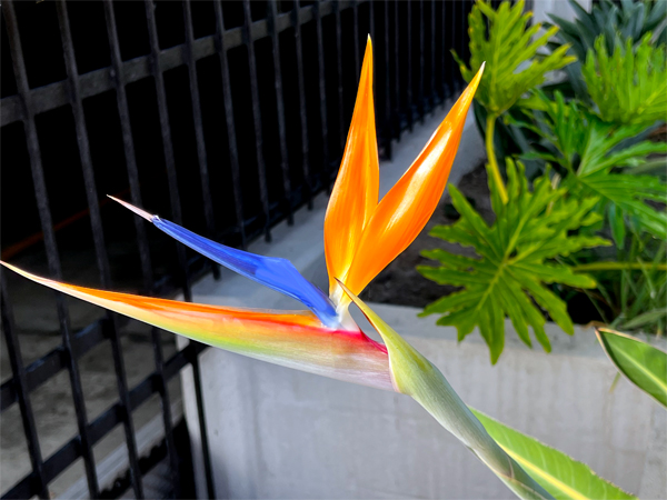 Bird-of-Paradise flower
