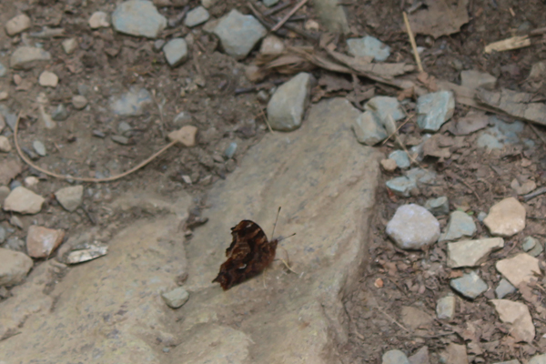 butterly on the rocks