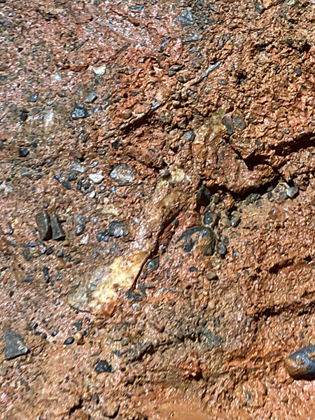 fossil in the wall of the cavern
