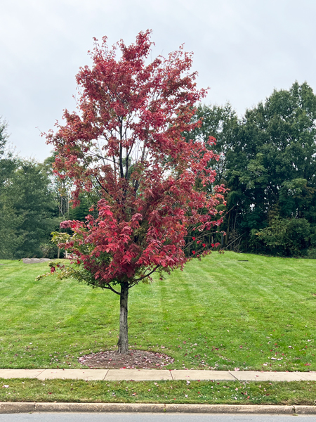 red tree