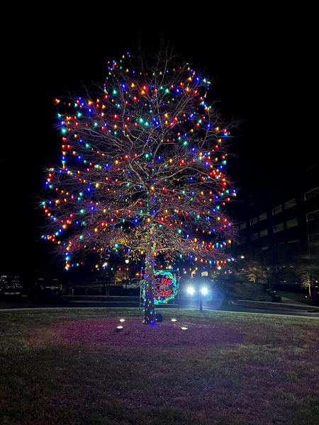 tree with Christmas lights