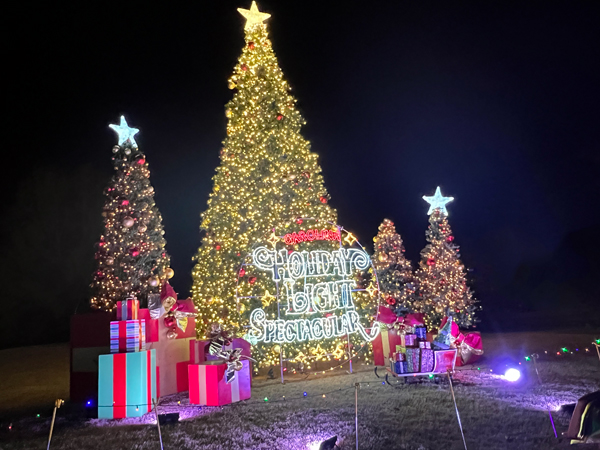 Christmas trees with lights