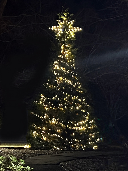 a large Chritmas tree in lights