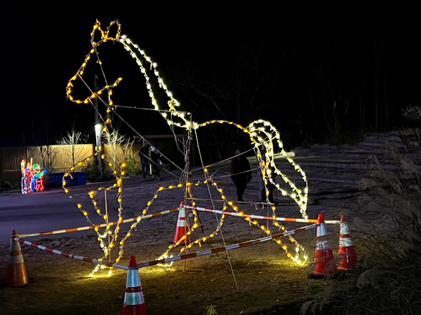 horse in lights