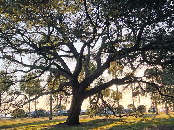 unique shaped trees in White Point Garden Park