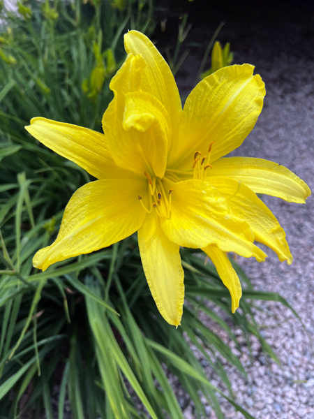 pretty flower at the Welcome Center