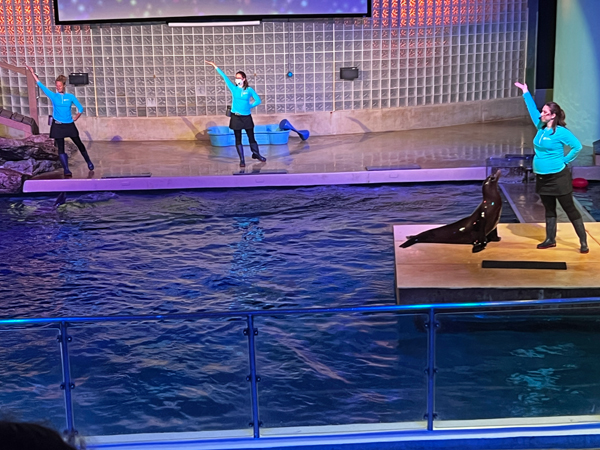 Sea Lion show