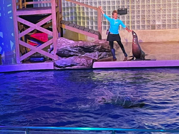 Sea Lion show