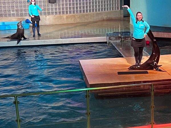 sea lions and trainers