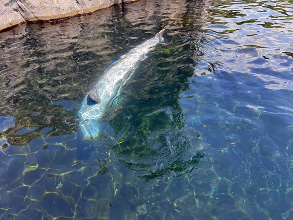 Beluga Whale