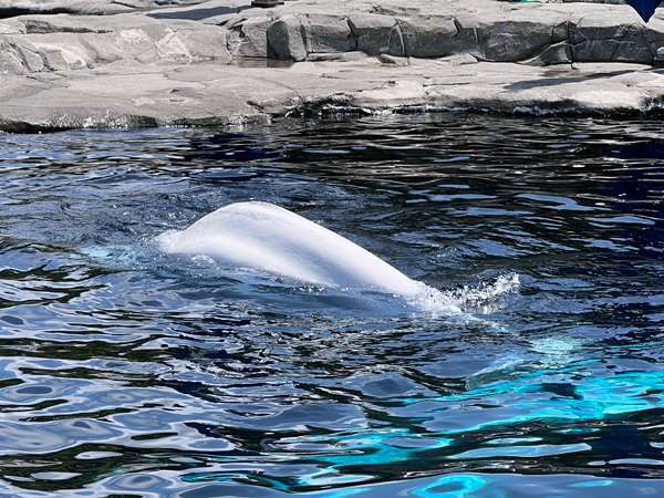 Beluga Whale