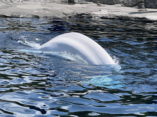 Beluga Whale